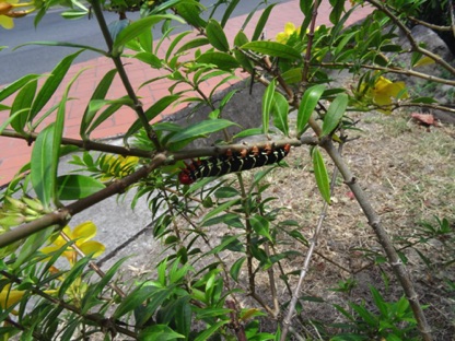 Even the critters are pretty Even the critters are pretty